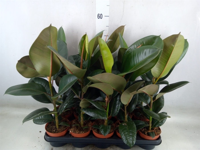 <h4>Ficus elastica 'Robusta'</h4>