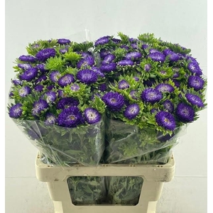 CALLIS MATS D BLAUW