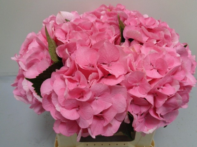 <h4>HYDR M ROYAL LOVE</h4>