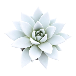 Echeveria  'Miranda'