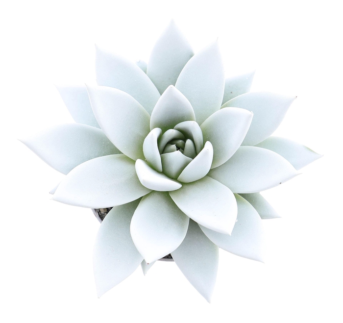 <h4>Echeveria  'Miranda'</h4>