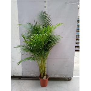 Dypsis lutescens ...Chrysalidoca