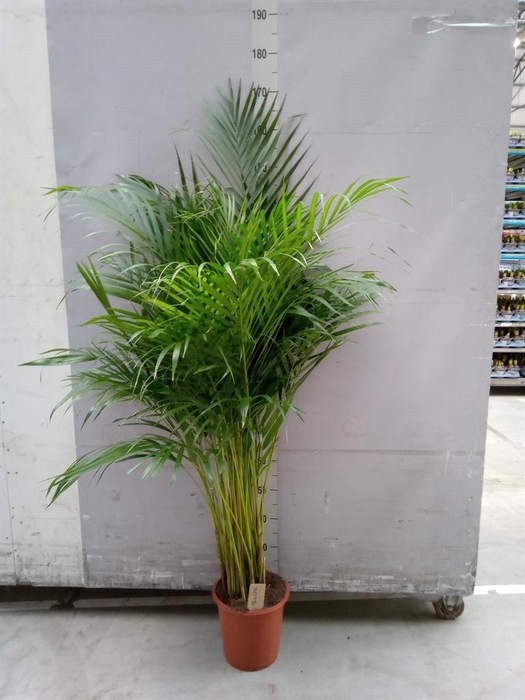 <h4>Dypsis lutescens   ...Chrysalidoca</h4>
