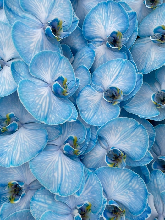 <h4>Phalaenopsis Coloured Navy Blue</h4>