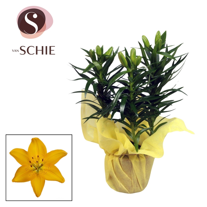 <h4>Aziaat Yellow 13cm WRAP Non Woven</h4>