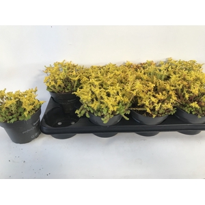 SEDUM SEXANGULARE