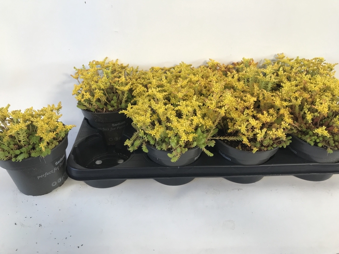 SEDUM SEXANGULARE