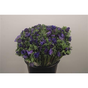 Anemone Fr. Blue