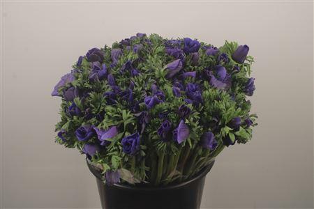 <h4>Anemone Fr. Blue</h4>