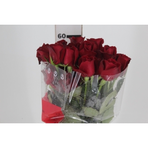 ROSA SAMOURAI 060 CM ESTUFA