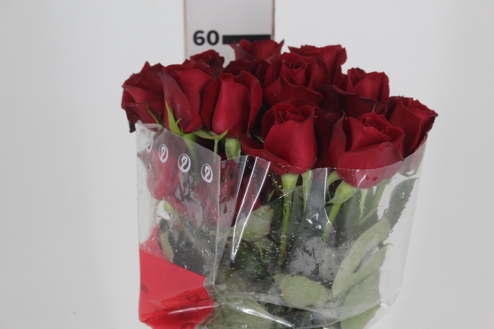 <h4>ROSA SAMOURAI 060 CM ESTUFA</h4>