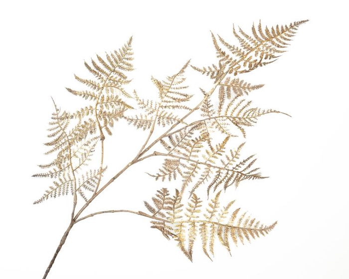 Fern Branch Champagne