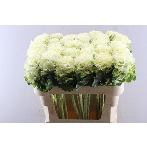 Brass Crane Ru White