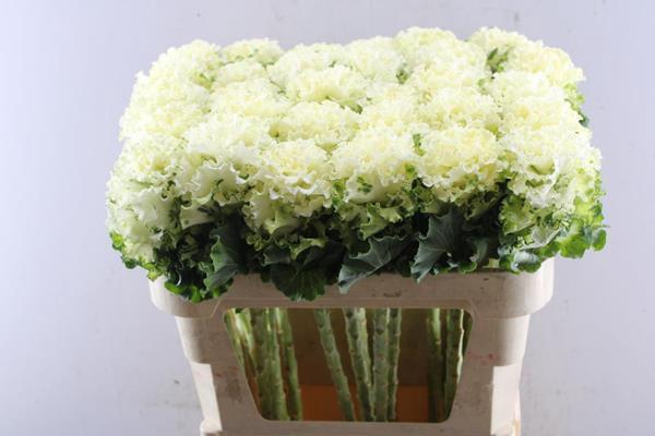 <h4>Brass Crane Ru White</h4>