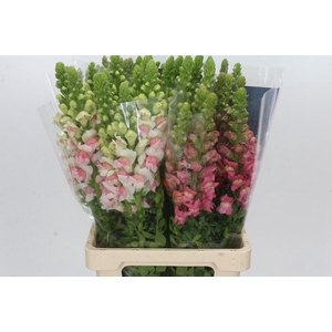 Antirrhinum Potomac Unicolor Mix