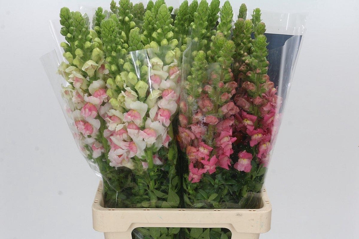 <h4>Antirrhinum Potomac Unicolor Mix</h4>