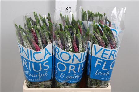 <h4>Veron Smart Col Gem</h4>