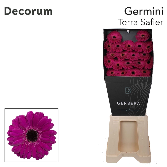 Germini Terra Saffier Diamond