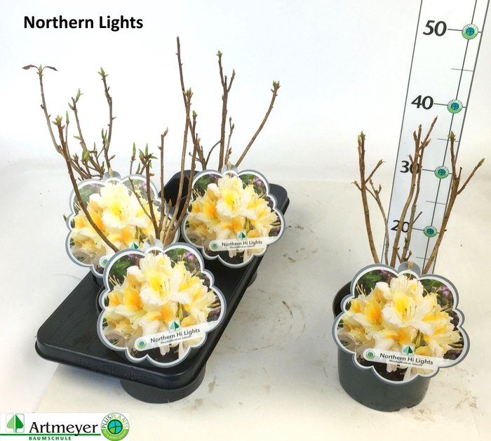<h4>RHOD LUTEUM</h4>