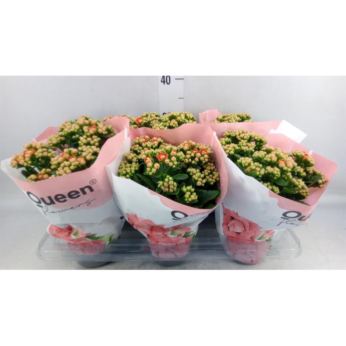 <h4>Kalanchoe  'MoreFlow Geneva'</h4>