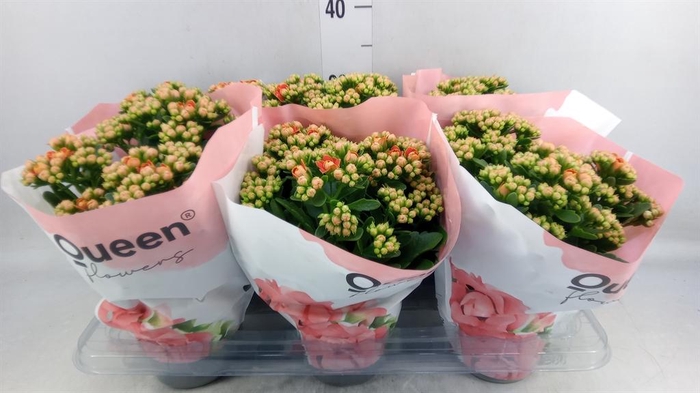 <h4>Kalanchoe  'MoreFlow Geneva'</h4>