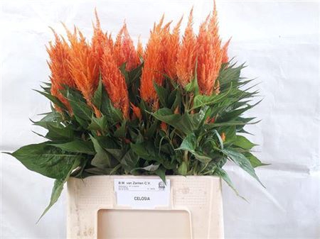 <h4>Cel P Apricot Brandy</h4>