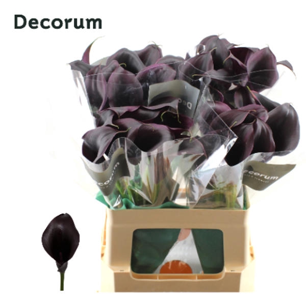 <h4>Calla Odessa Future Decorum</h4>