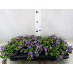 Sutera  'Blue Showers'