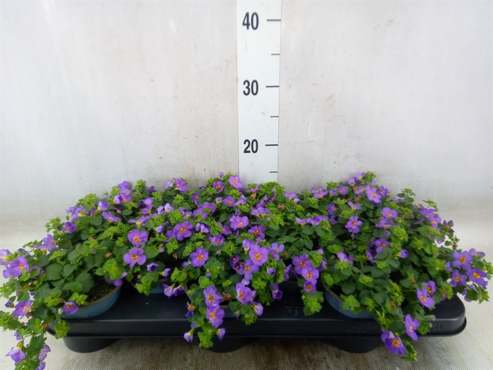 <h4>Sutera  'Blue Showers'</h4>