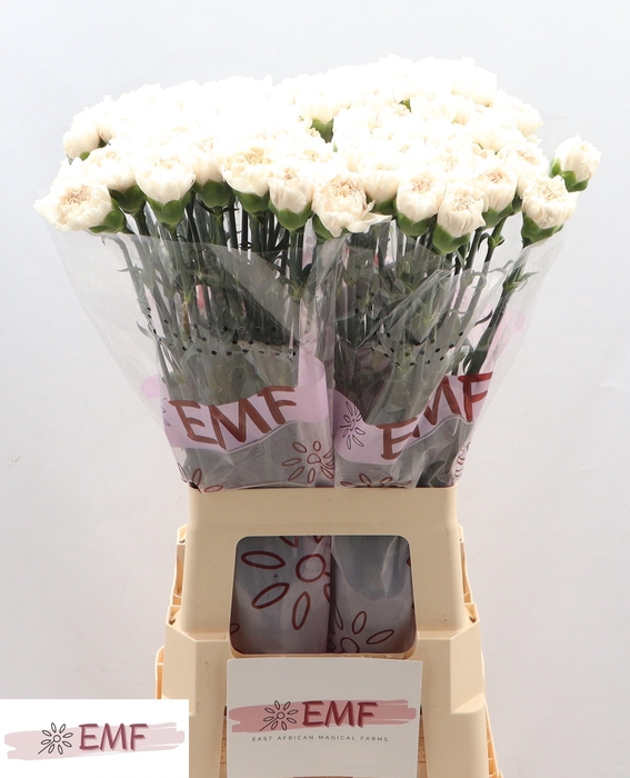 <h4>DI ST MOON GOLEM</h4>