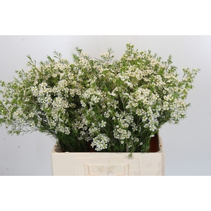 Chamelaucium Ofir