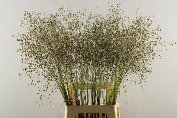 <h4>Siergras Briza Media Gras X150</h4>