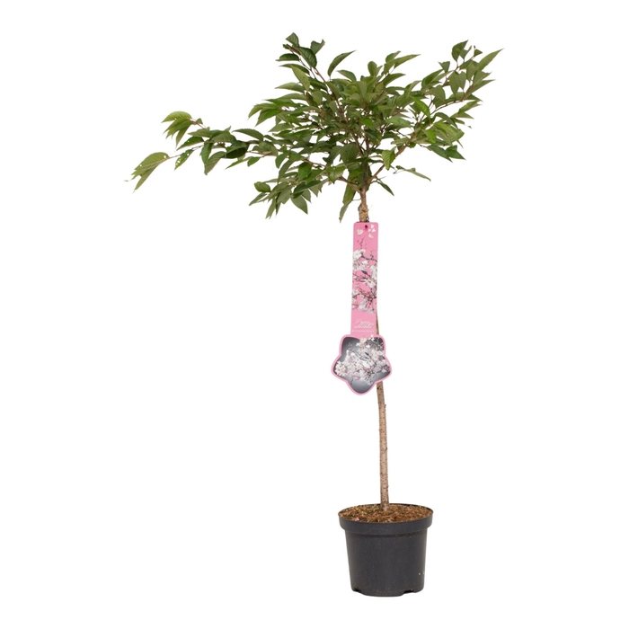 <h4>Prunus sub. autumnalis 'Rosea' 60ST</h4>