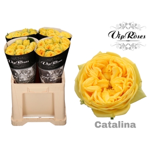 R GR CATALINA