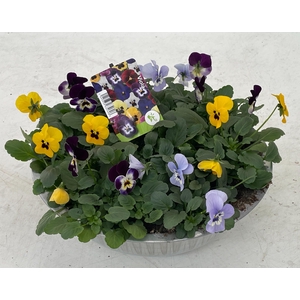 Viola (Cornuta Grp.) gemengd Blauw Geel zink