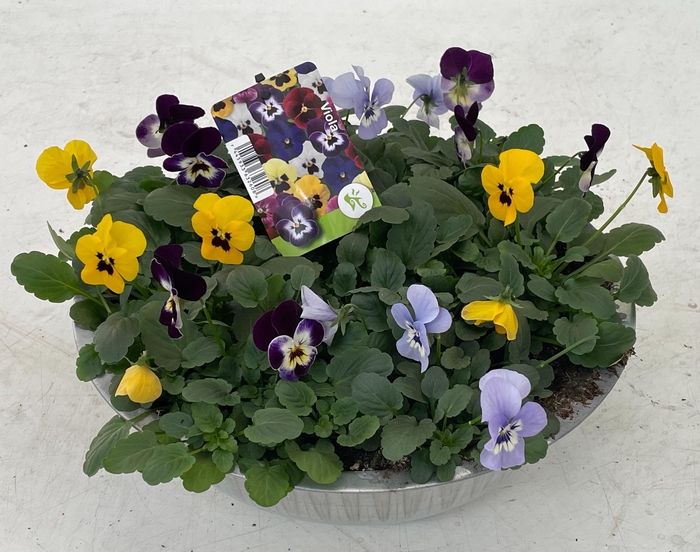 <h4>Viola (Cornuta Grp.) gemengd Blauw Geel zink</h4>