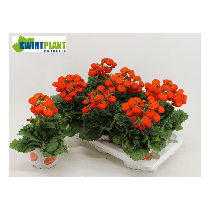 <h4>CALC CAL ORANGE</h4>