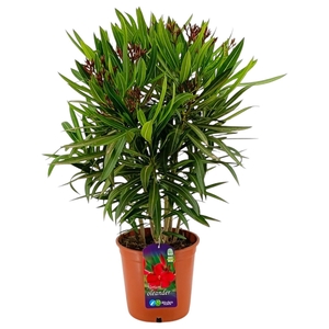 NERI OLEANDER