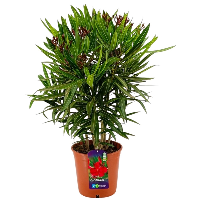 <h4>NERI OLEANDER</h4>