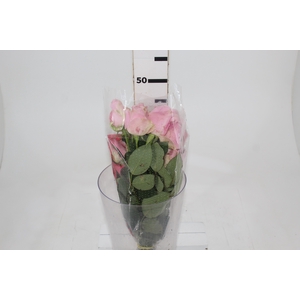 ROSA SHOCK AVALANCHE 040 CM ESTUFA