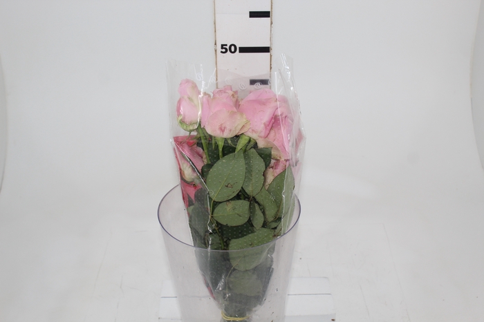 <h4>ROSA SHOCK AVALANCHE 040 CM ESTUFA</h4>