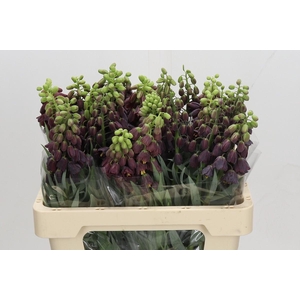 FRITILLARIA PERSICA