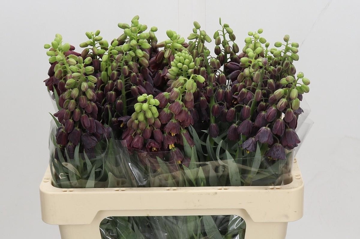 <h4>FRITILLARIA PERSICA</h4>