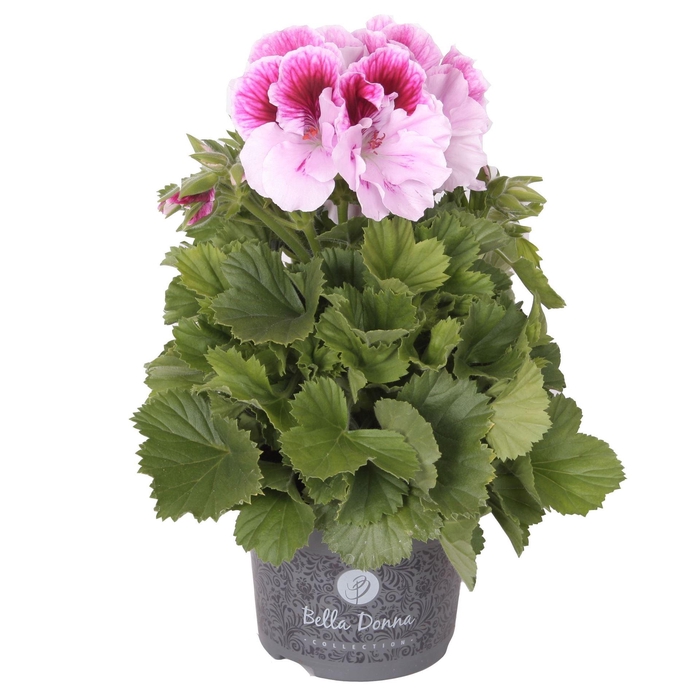 <h4>Pelargonium gran.   ..</h4>