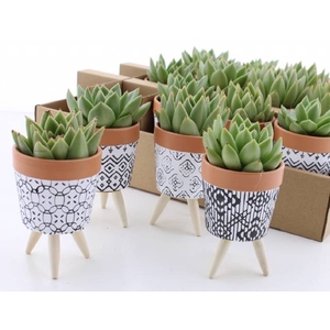 Arrangementen succulenten 8Ø 14cm
