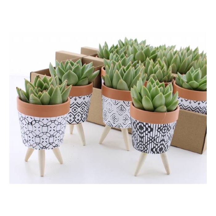 <h4>Arrangementen succulenten 8Ø 14cm</h4>