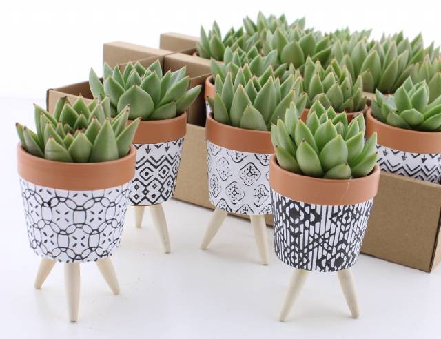 Arrangementen succulenten 8Ø 14cm