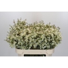 Chamelaucium Ivory Pearl