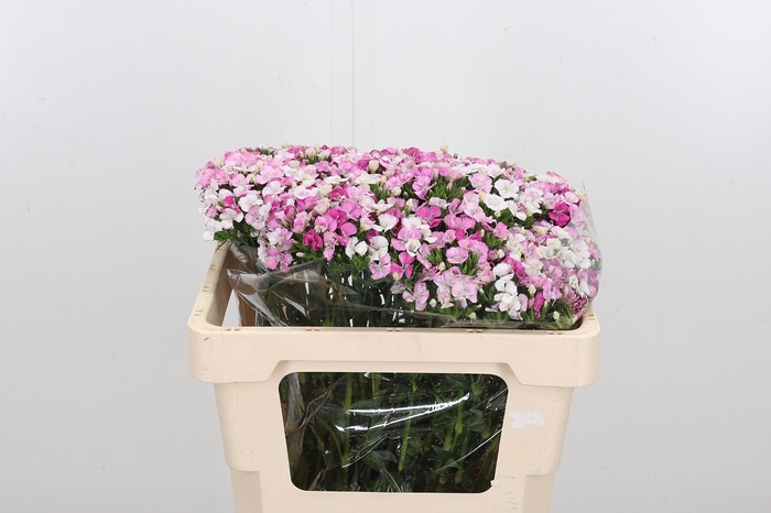 <h4>Di Barb Am Rose</h4>