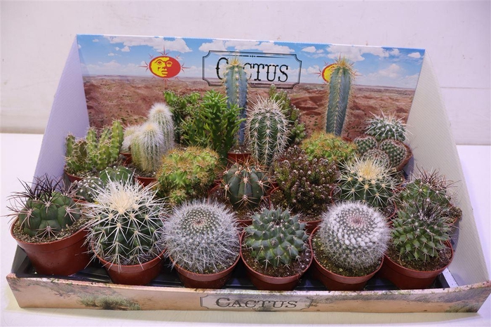 <h4>arr8 Cactus Gem</h4>